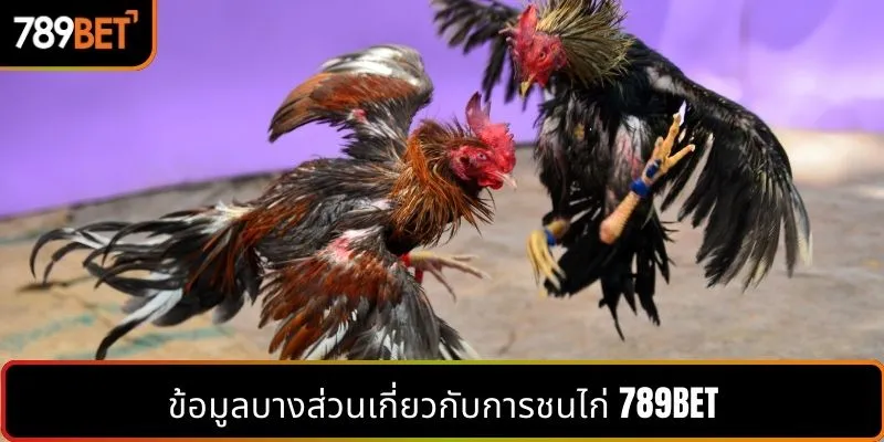 ข้อมูลบางส่วนเกี่ยวกับการชนไก่ 789BET